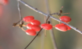 알알이 맺힌 산수유열매,경기도 이천시