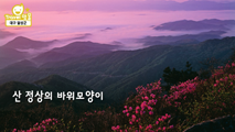 [명물] 진달래 군락 대구 비슬산,대구광역시 달성군