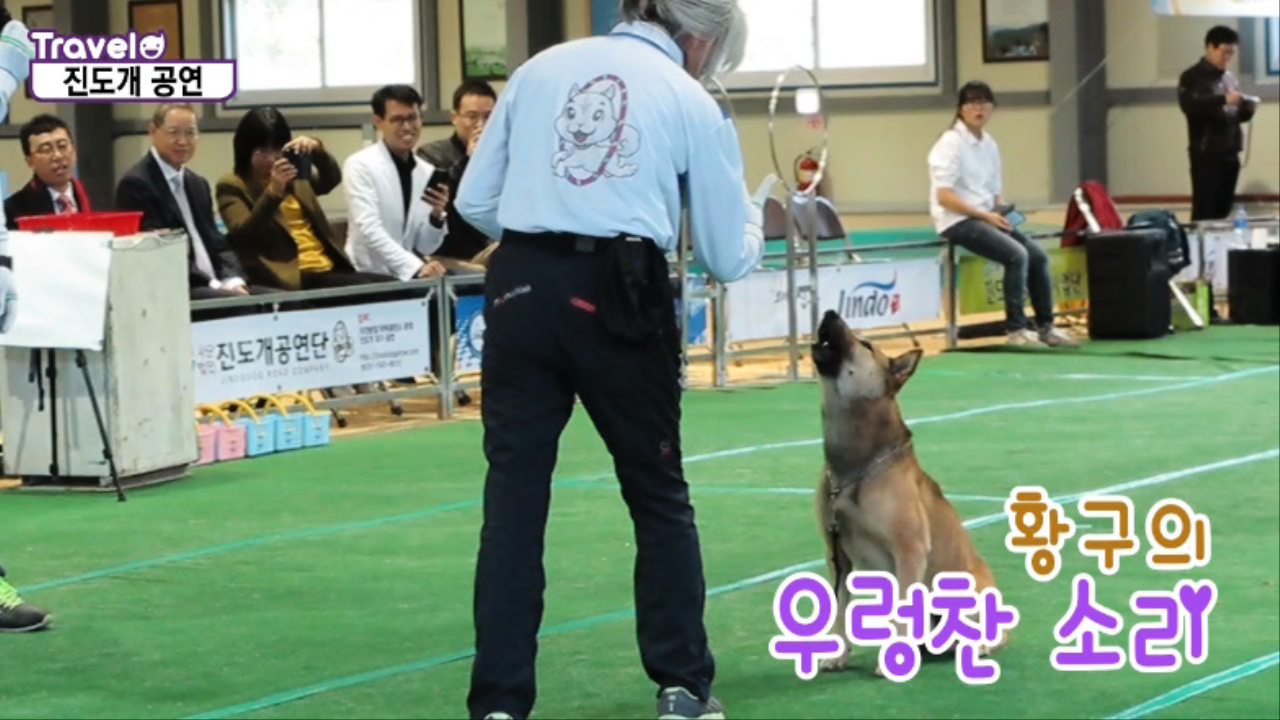 사람과 동물의 환상호흡, 진도개공연단,전라남도 진도군