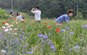 용수골 꽃양귀비축제,지역축제,축제정보