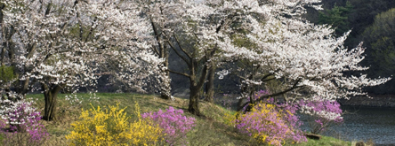 벚꽃 만나러, 용인으로