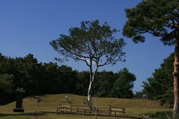 용궁리 백송,국내여행,여행지추천